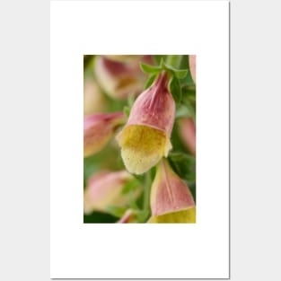 Digitalis  &#39;Polkadot Pandora&#39;  Foxglove Posters and Art